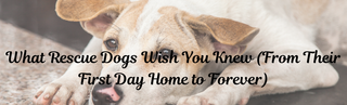 What Rescue Dogs Wish You Knew (From Their First Day Home to Forever)